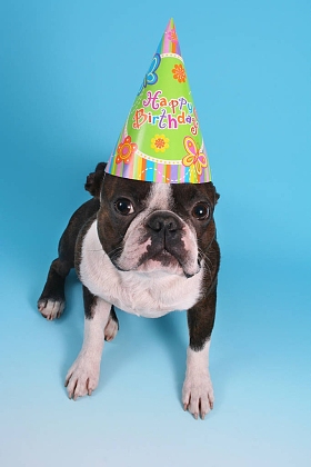 可爱的波士顿梗带生日帽