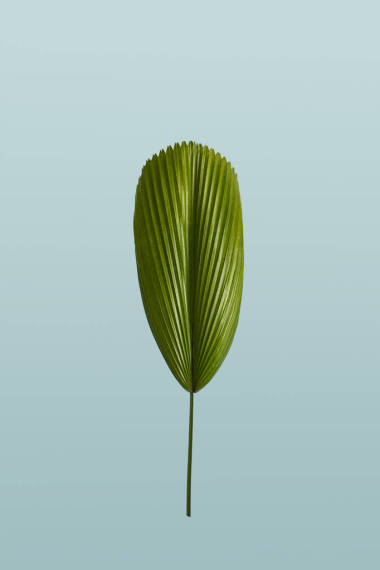 绿色热带叶子在柔和的绿色背景