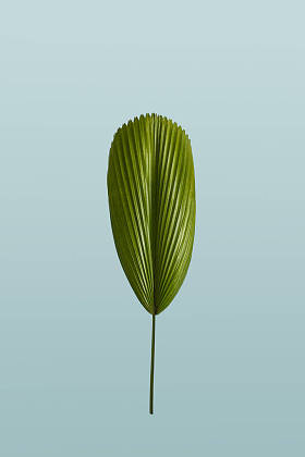 绿色热带叶子在柔和的绿色背景