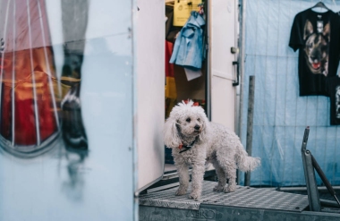  小白可愛的狗尋找它的主人站在附近的一個(gè)藍(lán)色的大篷車, 它在一個(gè)公平的涂鴉