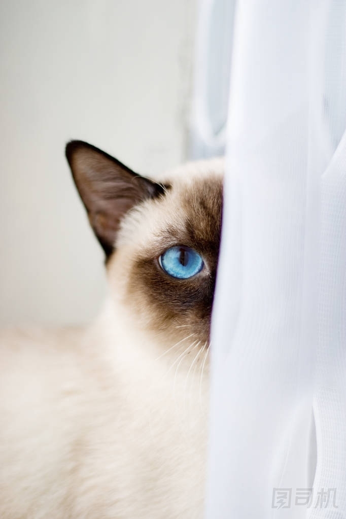 隱藏在白色窗簾后面的暹羅貓