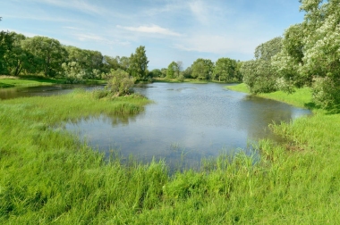 阳光明媚的森林景观.照片