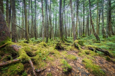 綠色苔蘚和綠色森林在 Shiragoma 沒有艾克, 長野