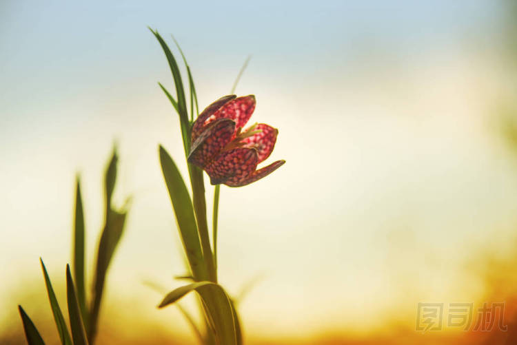 蛇的頭川貝 (貝母海蜇) 或格子水仙, 盛開(kāi)的花朵對(duì)一個(gè)溫暖的日落天空與復(fù)制空間, 春天賀卡, 軟焦點(diǎn)