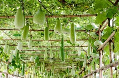 冬瓜南瓜挂在结构上图片