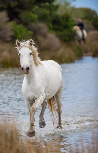 白卡馬爾格馬奔騰流過水?？R爾格-法國普羅旺斯區(qū)域公園