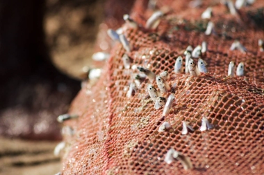 红色捕鱼网与一个小鱼苗陷入其中