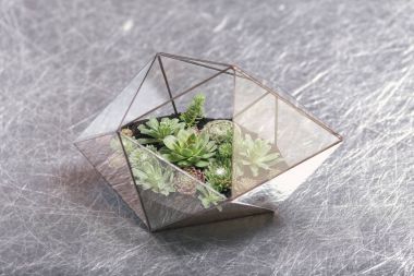 Florarium 玻璃花瓶與肉質(zhì)植物。Florarium 玻璃花瓶中的微型仙人掌肉質(zhì)植物