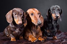 三个腊肠狗犬