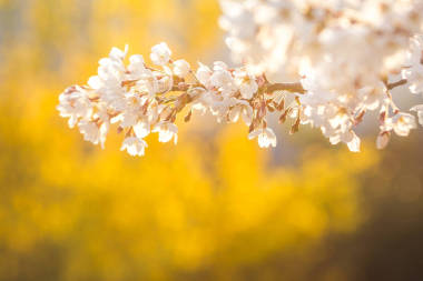 春天櫻花盛開(kāi)的背景圖片