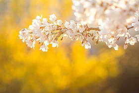 春天樱花盛开的背景图片