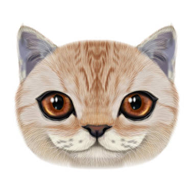 插圖肖像的家貓.照片