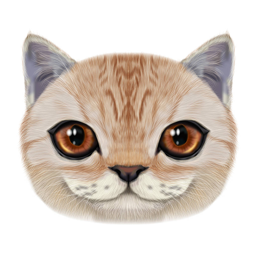 插图肖像的家猫.照片