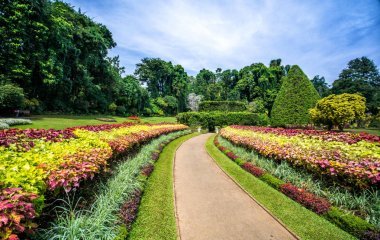 佩拉德尼亞、康提或皇家植物園植物園