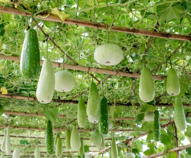 冬瓜南瓜掛在結(jié)構(gòu)上