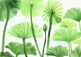 水彩绘画的绿色莲花叶照片