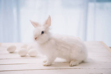 复活节兔子图片