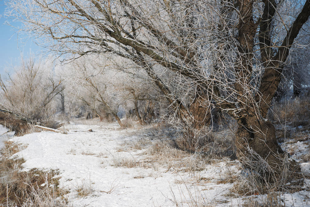 明亮的冬天森林与雪, 美丽的野生风景与树和林间空地 明亮的冬天森林与雪, 美丽的野生风景与树和林间空地