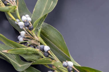 約伯的眼淚 (科學(xué)名稱是 lacix lachrymajob. linn) 與葉子