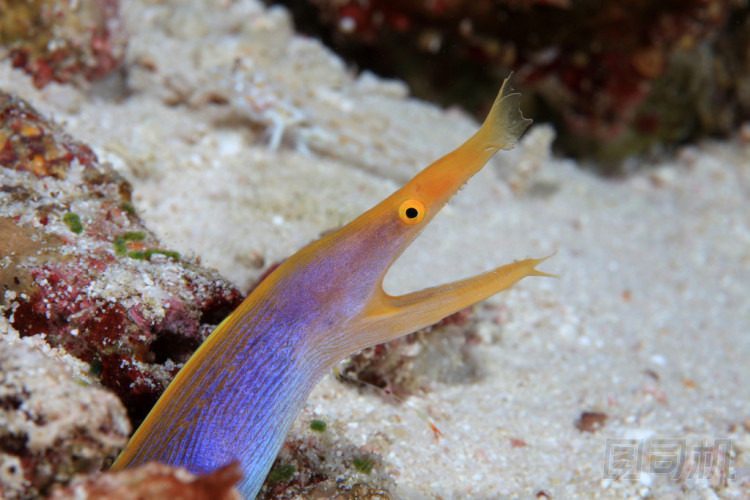 功能區(qū)鰻魚圖片