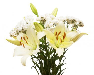 美麗的百合花和蓍的花朵在白色背景上分離?；槎Y, 植物, 生活。雄蕊和芽。新娘