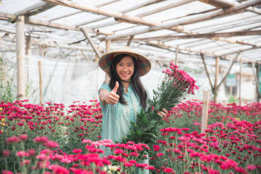 在甘菊花卉農(nóng)場展示拇指圖片