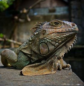 鬣鳞蜥肖像