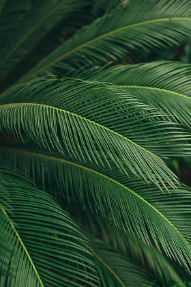 绿色的棕榈叶