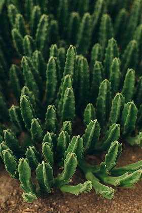 多汁植物的顶部景