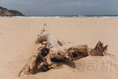 對廢棄的海灘的看法與干燥植物