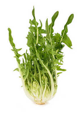 鲜 puntarelle 菊苣