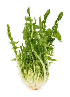 鲜 puntarelle 菊苣