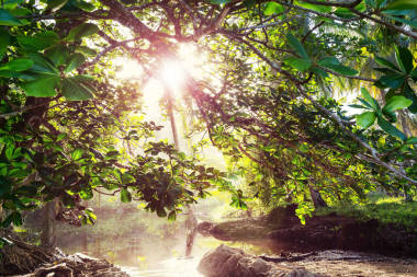 在綠色熱帶叢林徒步旅行, 哥斯達(dá)黎加, 中美洲