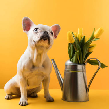 可愛(ài)的法國(guó)斗牛犬坐在附近澆水黃色郁金香黃色
