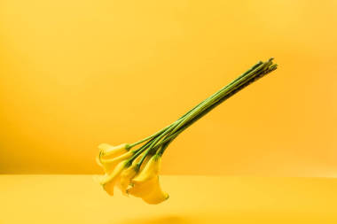 黃色的美麗嫩黃色春天花