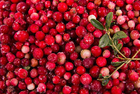 橘, 森林浆果橘