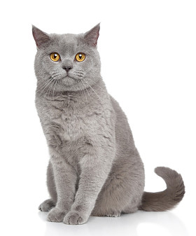 英国短毛猫肖像画图片