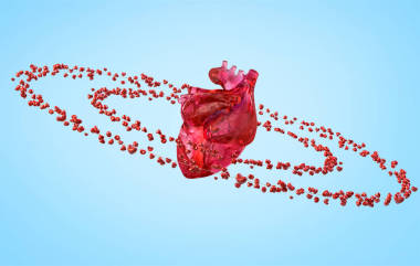 大解剖心臟和軌道圖片