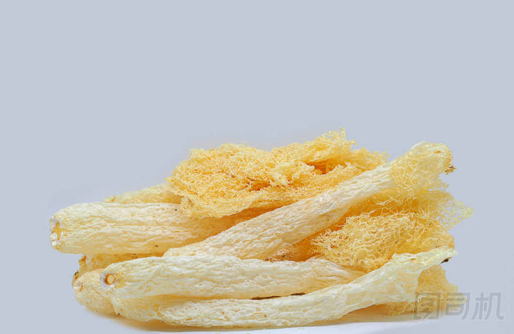 熱帶 Stinkhorn 蘑菇, 竹蓀竹蓀