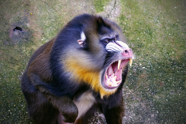 山魈圖片
