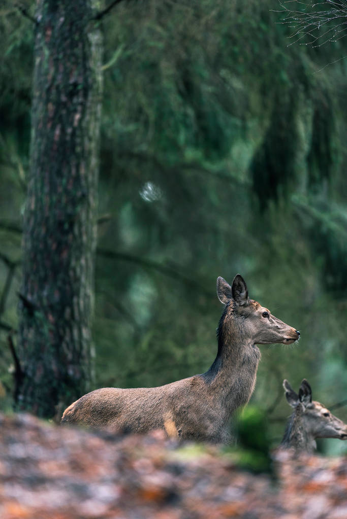 秋松林鹿图片