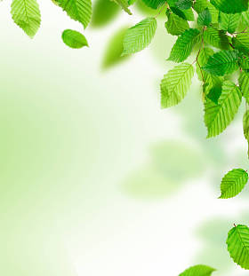 绿色的树叶边框与副本空间图片