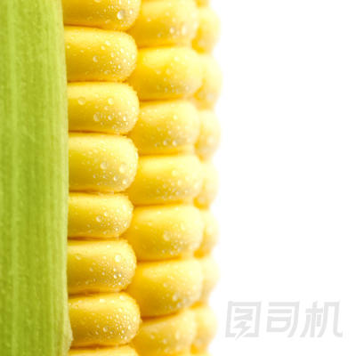 玉米成熟滴/隔離/極端馬