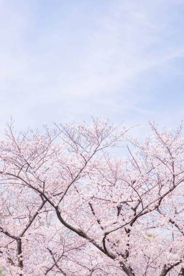 日本美櫻桃花場(chǎng)面拍攝