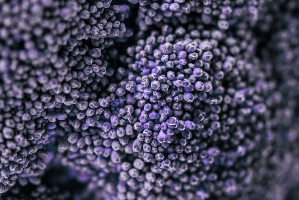 紫椰菜小花特写镜头照片