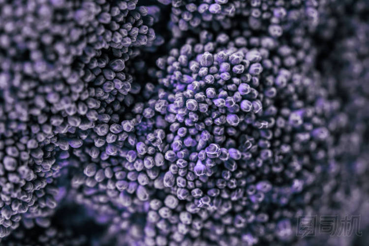 紫椰菜小花特寫鏡頭照片