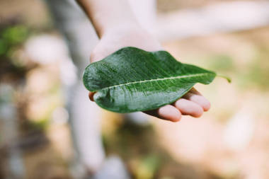 小女孩手捧绿叶, 特写 照片