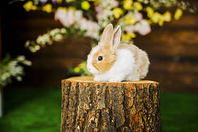 家养兔子坐在树桩上