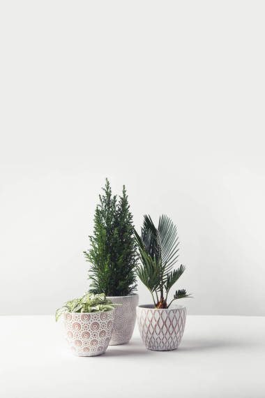 美麗的各種綠色的家庭植物生長在白色的裝飾盆