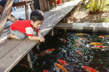 兒童觀賞錦鯉細(xì)節(jié)藝術(shù)